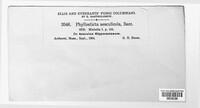 Phyllosticta paviae image